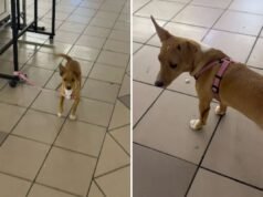 Mulher diz ao dono que deixou cachorro na estação com passaporte: “que vergonha”