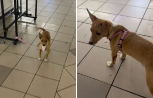 Mulher diz ao dono que deixou cachorro na estação com passaporte: “que vergonha”