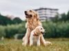 Golden Retriever encontra novo cachorrinho, espectadores obcecados pela reação