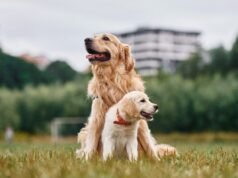 Golden Retriever encontra novo cachorrinho, espectadores obcecados pela reação