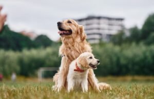 Golden Retriever encontra novo cachorrinho, espectadores obcecados pela reação