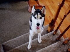 Como uma mulher encanta a internet ao chamar um husky sem nome