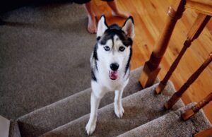 Como uma mulher encanta a internet ao chamar um husky sem nome