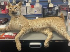 O dia ‘Trade Anything’ da GameStop causa caos quando os clientes trazem brinquedos sexuais, um lince e um ganso