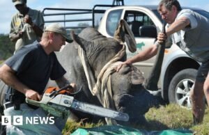 Namíbia perde tentativa de suspender a proibição do comércio de chifres de rinoceronte na conferência Sights em Samarcanda