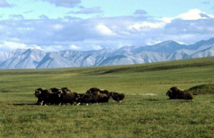 Nativos do Alasca apoiam o renascimento da perfuração no Ártico após reversão da política de Biden