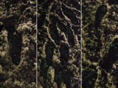 Engenheiro captura organismos brilhantes em praias de São Vicente, SP