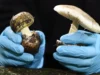 Califórnia proíbe coleta de cogumelos selvagens após surto mortal