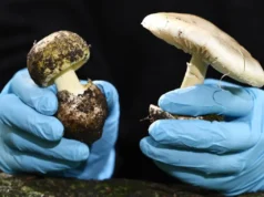 Califórnia proíbe coleta de cogumelos selvagens após surto mortal