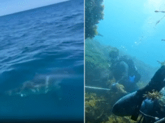 O momento em que um mergulhador ficou cara a cara com um grande tubarão branco em Perth