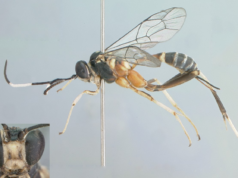 Conheça nova espécie de vespa descoberta em estudo no Pampa e Mata Atlântica do RS