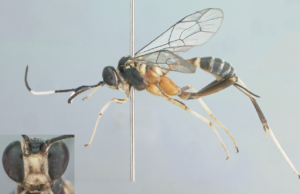 Conheça nova espécie de vespa descoberta em estudo no Pampa e Mata Atlântica do RS