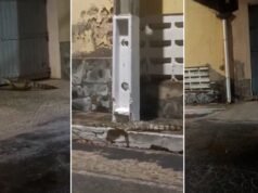 Jacarés são avistados em rodovia e próximo a bar em PI; A proximidade do rio explica o aspecto