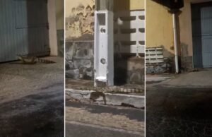 Jacarés são avistados em rodovia e próximo a bar em PI; A proximidade do rio explica o aspecto