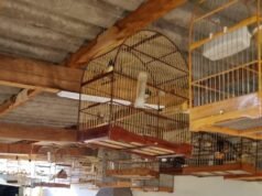 Após denúncia, idoso foi autuado e ambientalista resgatou 55 aves silvestres em Valinhos