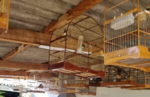 Após denúncia, idoso foi autuado e ambientalista resgatou 55 aves silvestres em Valinhos