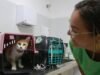 Fortaleza tem tentativa de castração gratuita para cães e gatos