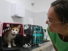 Fortaleza tem tentativa de castração gratuita para cães e gatos