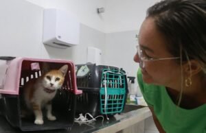 Fortaleza tem tentativa de castração gratuita para cães e gatos
