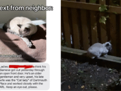 Velho ‘devastado’ quando o gato mais velho desaparece – lágrimas pelo que acontece a seguir