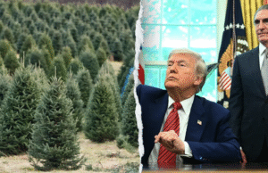 Administração Trump revela plano de acessibilidade para férias, incluindo árvore de US$ 1 e lenha barata