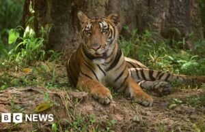 Uma mulher procurada pela Interpol foi presa por contrabandear partes de tigre na Índia