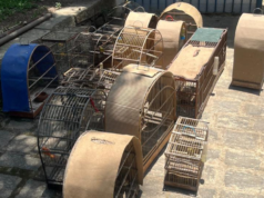 A Polícia Civil localizou 17 aves silvestres, além de 70 já capturadas