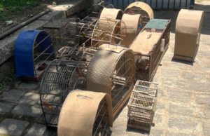 A Polícia Civil localizou 17 aves silvestres, além de 70 já capturadas