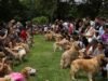 Golden Retrievers estabeleceram recorde mundial de maior número de pessoas reunidas em um parque ao mesmo tempo