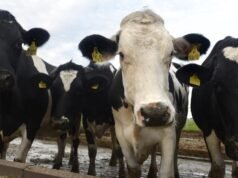 Da fazenda à mesa: produtores e compradores estão por trás da mudança de atitude da Austrália em relação aos alimentos