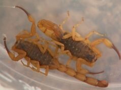 Entenda as mudanças no atendimento às crianças com picada de escorpião em Ribeiro Preto