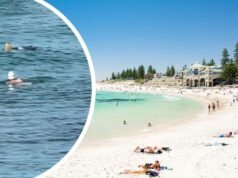 Praia de Cottesloe: Foca pulou na rede contra tubarões e rasgou suspeita de arraia na frente do nadador