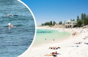 Praia de Cottesloe: Foca pulou na rede contra tubarões e rasgou suspeita de arraia na frente do nadador