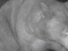 Trapping na Califórnia pegou o urso errado