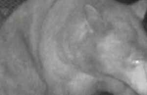 Trapping na Califórnia pegou o urso errado