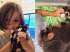 O menino realiza a ‘operação’ para esconder o gato em uma viagem de 400 km