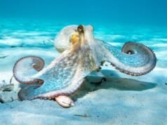 Cientistas desenvolvem um “robô macio” semelhante a um polvo que pode mudar de cor