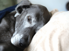 O que é demência em cães e como você pode identificar os sintomas em seu animal de estimação?