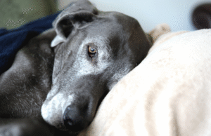 O que é demência em cães e como você pode identificar os sintomas em seu animal de estimação?