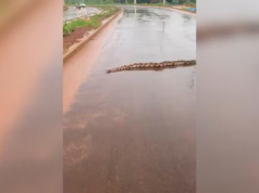 Vídeo: Cobra surpreende moradores ao atravessar ruas na Argentina