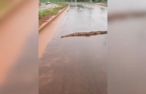 Vídeo: Cobra surpreende moradores ao atravessar ruas na Argentina