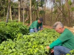 Prefeitura de Montes Claros doa mudas à população