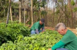 Prefeitura de Montes Claros doa mudas à população