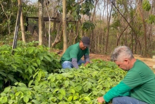 Prefeitura de Montes Claros doa mudas à população