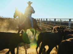 Criadores de gado do Texas acolhem novo foco de Trump nas margens de lucro