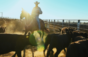 Criadores de gado do Texas acolhem novo foco de Trump nas margens de lucro