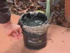 Projeto UNB usa ‘armadilha’ que transforma Aedes aegypti em seu próprio vetor de veneno