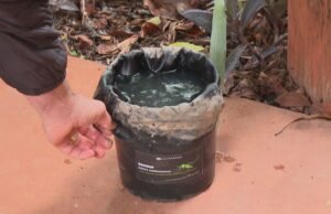 Projeto UNB usa ‘armadilha’ que transforma Aedes aegypti em seu próprio vetor de veneno