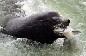 Representantes bipartidários da Câmara têm como alvo leões marinhos que ameaçam o salmão de Washington