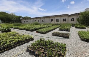 Novo viveiro florestal do Presídio de Itaperuna fortalece programa de arborização